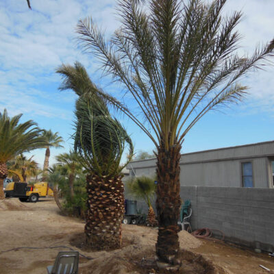 Palm Tree Removals, Boca Raton Sprinkler & Drainage Systems