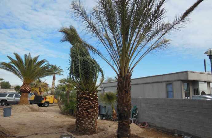 Palm Tree Removals, Boca Raton Sprinkler & Drainage Systems