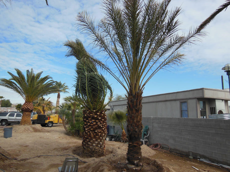 Palm Tree Removals, Boca Raton Sprinkler & Drainage Systems