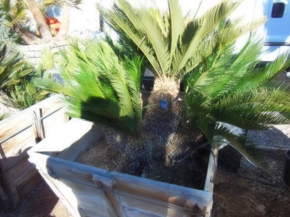 Palm Tree Replacements, Boca Raton Sprinkler & Drainage Systems
